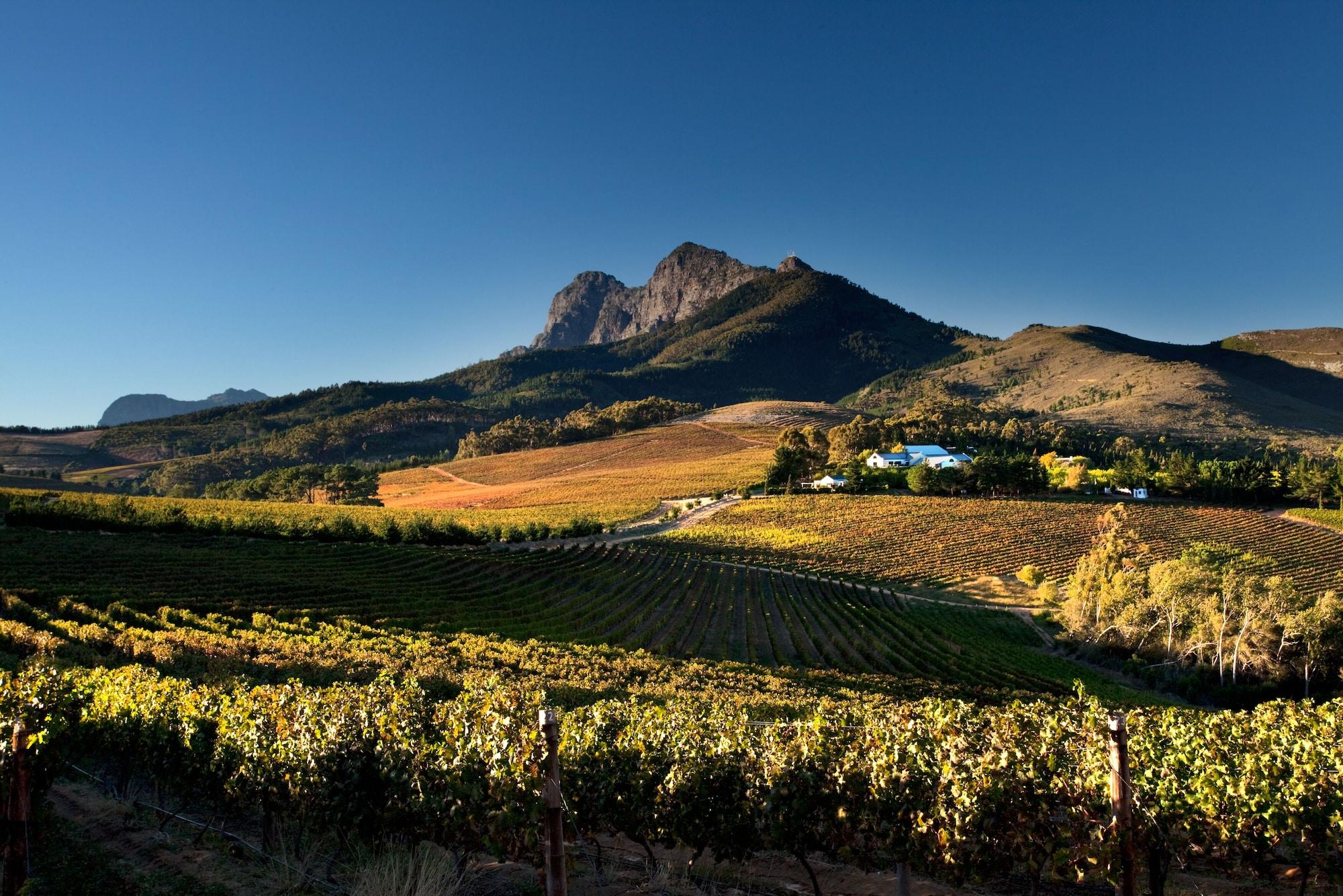 Marianne Wine Estate Panzió Stellenbosch Kültér fotó