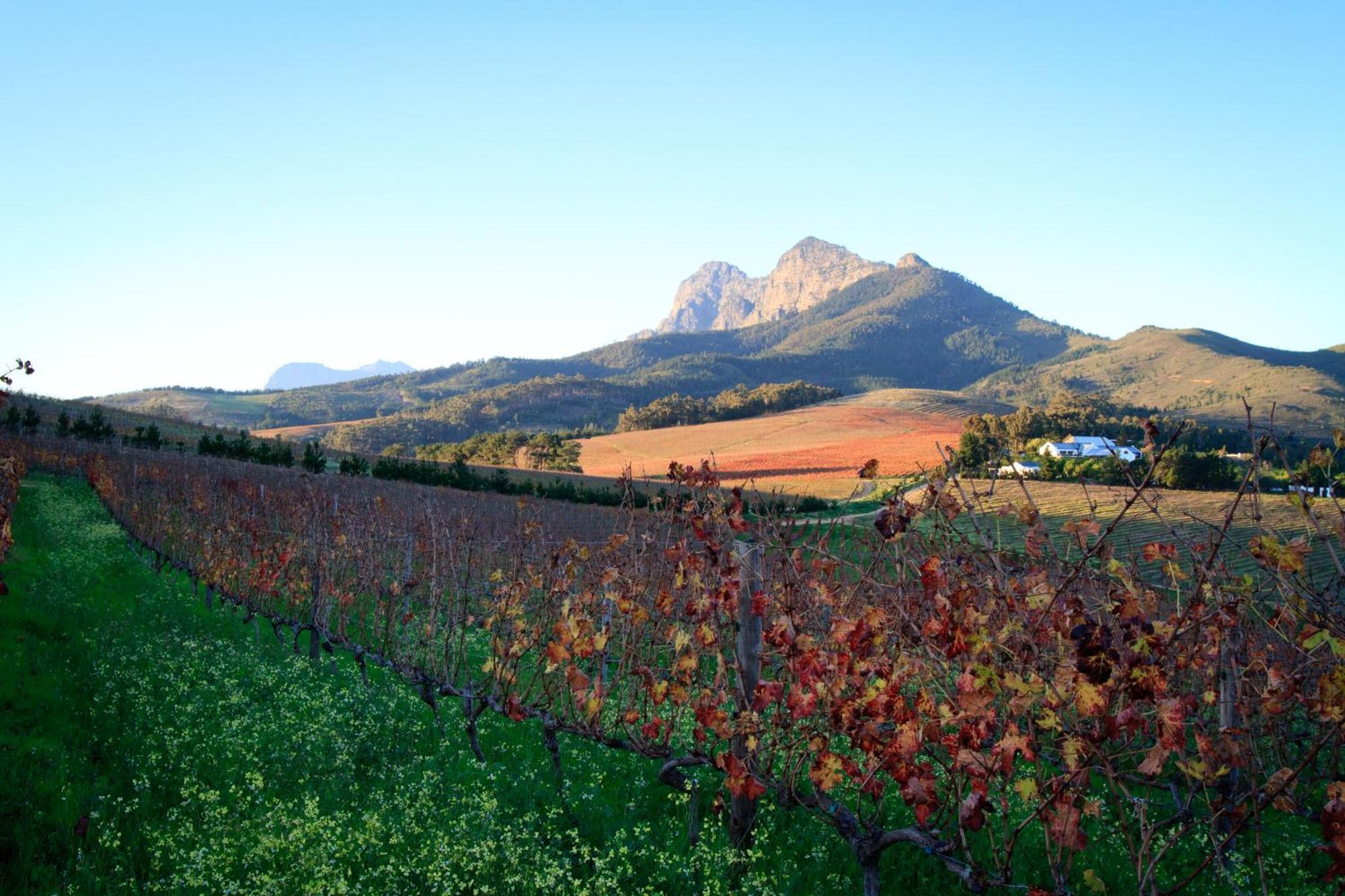 Marianne Wine Estate Panzió Stellenbosch Kültér fotó
